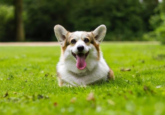 狗狗漱口水怎么用?狗狗吧唧嘴是怎么回事?