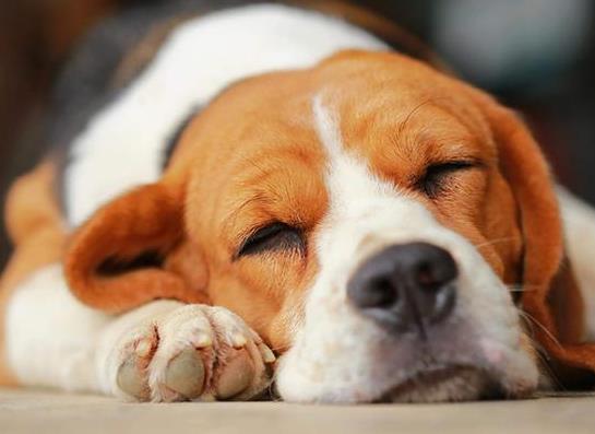 给狗狗吃生骨头还是熟骨头?鸡腿骨头能喂狗吗?