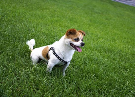 狗狗漱口水怎么用?狗狗吧唧嘴是怎么回事?