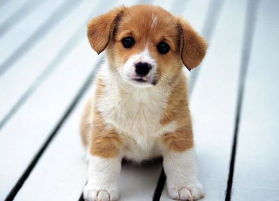 狗狗漱口水怎么用?狗狗吧唧嘴是怎么回事?