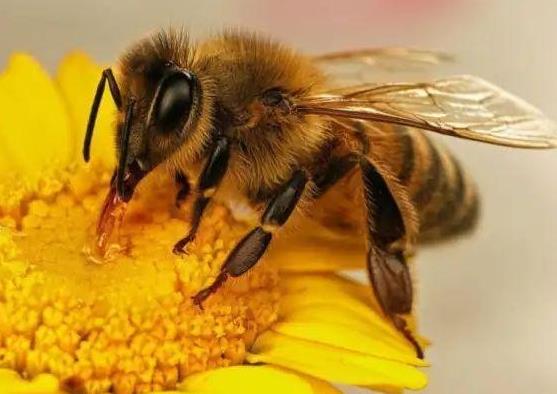 50只蜜蜂能养活蜂王吗?30只蜜蜂1只蜂王能繁殖吗?