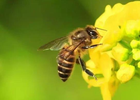 50只蜜蜂能养活蜂王吗?30只蜜蜂1只蜂王能繁殖吗?