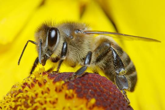 50只蜜蜂能养活蜂王吗?30只蜜蜂1只蜂王能繁殖吗?