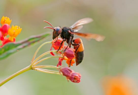马蜂在房间不飞出去怎么办?为什么马蜂会来家里筑巢?