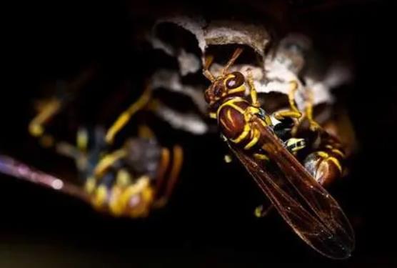 马蜂在房间不飞出去怎么办?为什么马蜂会来家里筑巢?