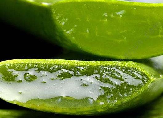 自己养珍珠芦荟怎样养长得旺盛?芦荟不浇水能活多久