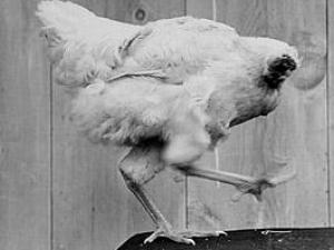 世界10大怪异节日：日本裸体节美国无头鸡节等