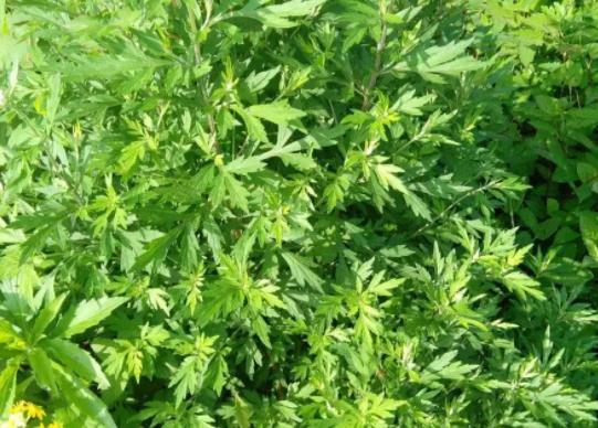 艾草一直挂门上好吗?清明艾草和端午艾草有什么不同