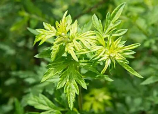 端午节挂艾草的原因是什么?艾草放家门口风水好不好