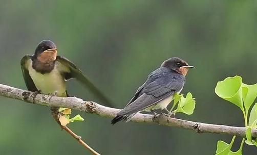 “秋千节”是什么节?“秋千节”的起源是什么?