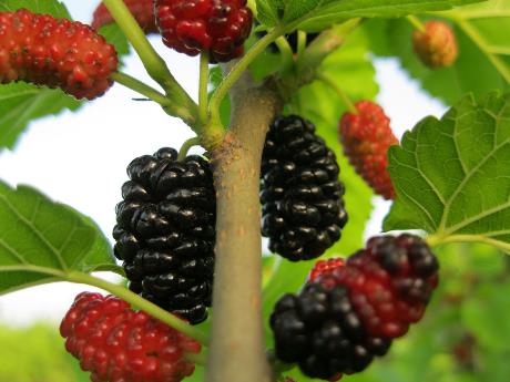 孕妇可以吃桑葚吗?孕妇吃桑葚好吗