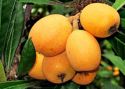 孕妇可以吃枇杷吗?孕妇吃枇杷好吗