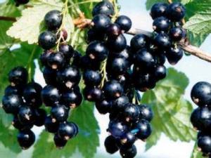 孕妇能吃黑加仑吗？孕妇吃黑加仑的注意事项