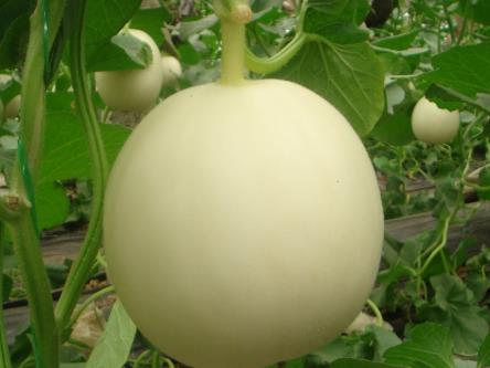 �и��ܳ԰��������и��԰�������ʲô�ô�