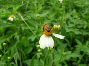 吃蜂王乳要小心，恐致乳房纤维囊肿