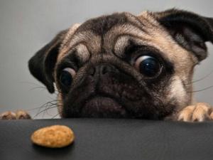 嘴馋是病-口味意味着不同的营养缺乏