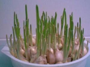 大蒜发芽了能吃吗？冬季忌长期食用大蒜