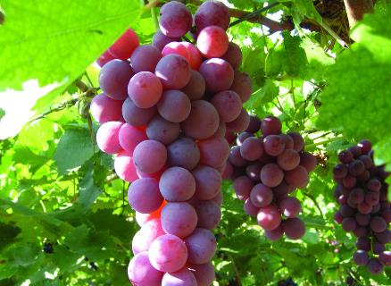 ���Ѳ��ܺ�ʲôһ��ԣ������ѵ���ʳ����