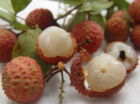 ����֦���ϻ�����֦�Զ��˻���ô��