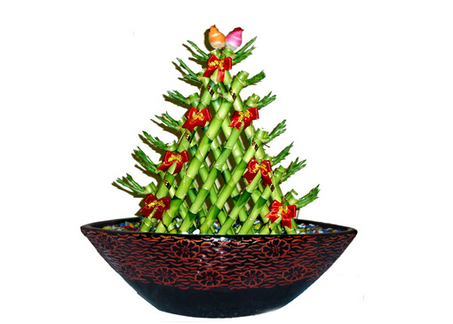 开运竹怎么养?开运竹养殖常见问题