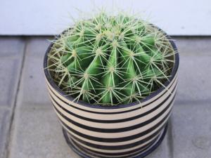 仙人球对家居环境的影响-仙人球摆放风水讲究