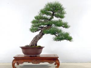 黑松与家居风格的搭配-黑松的风水学应用