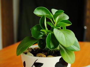 豆瓣绿与家居风格的搭配-豆瓣绿的养殖方法