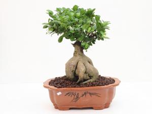 人参榕与家居风格的搭配-人参榕的风水学应用