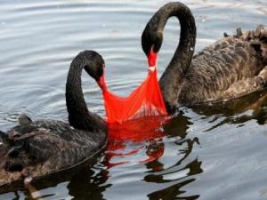 塑料袋对环境的危害有哪些？塑料袋的毒性