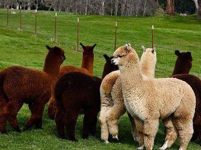 ����-��������ʲô��˼�����������������ʲô��˼