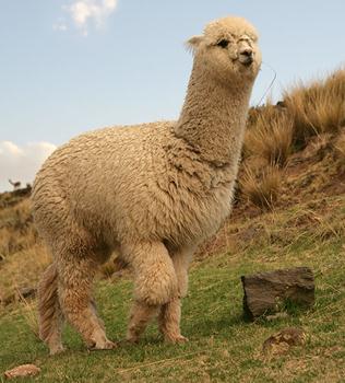 ������ʲô���������������