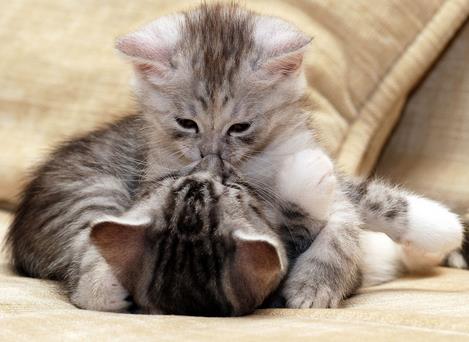 ôô����ʲô��˼����������ôô�յ���˼