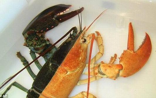 ˫ɫ��Ϻ�������������������ݺ��򲶻񺱼�����˫ɫ�Գ���Ϻ