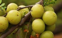 女性抗衰老应该吃什么？