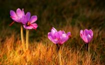 藏红花的美容养颜功效-藏红花的吃法