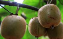 吃猕猴桃的禁忌-哪些人不适合吃猕猴桃