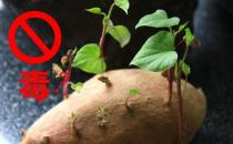 吃发芽的红薯会不会中毒？红薯发芽了还能吃吗