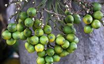 槟榔可驱虫-槟榔的功效与作用