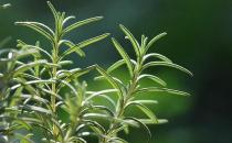驱蚊小妙招助你远离蚊虫骚扰
