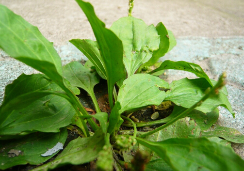 车前子的功效与作用-车前子的副作用