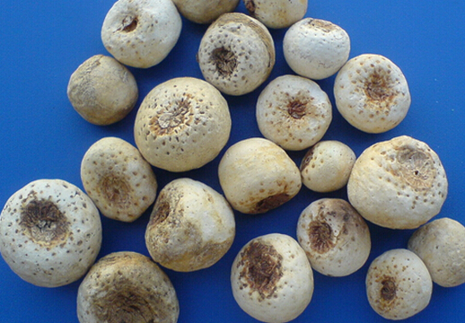 半夏的功效与作用-半夏的介绍