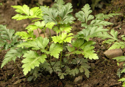 黄连的介绍-黄连的功效与作用