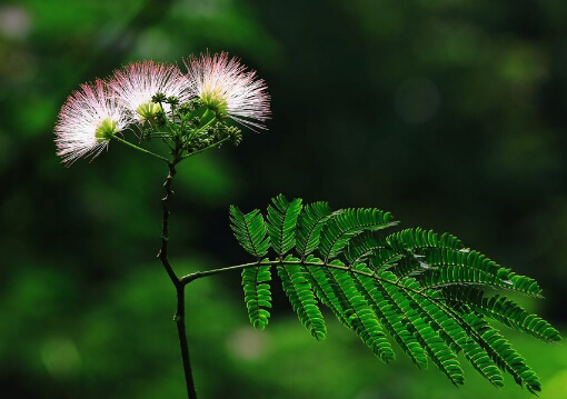 合欢花的功效与作用-合欢花的副作用