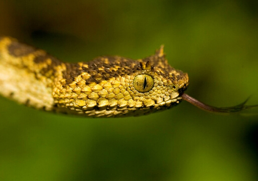 毒蛇咬伤急救-治疗毒蛇咬伤的草药