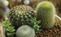 仙人球/仙人掌防辐射吗？电脑族工作者如何防辐射