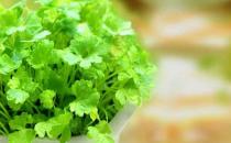 为啥不爱吃香菜？香菜的功效