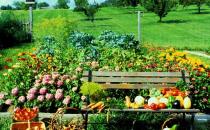 卵巢癌患者应多吃什么蔬菜？