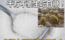 白糖可以生吃吗？生吃白糖好吗