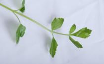 蛀牙怎么办？ 教你如何用食物防治蛀牙