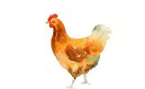 鸡身上的什么部位不能吃？最好别吃鸡皮！